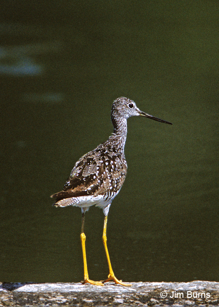 Greater Yellowlegs juvenile, January, Arizona