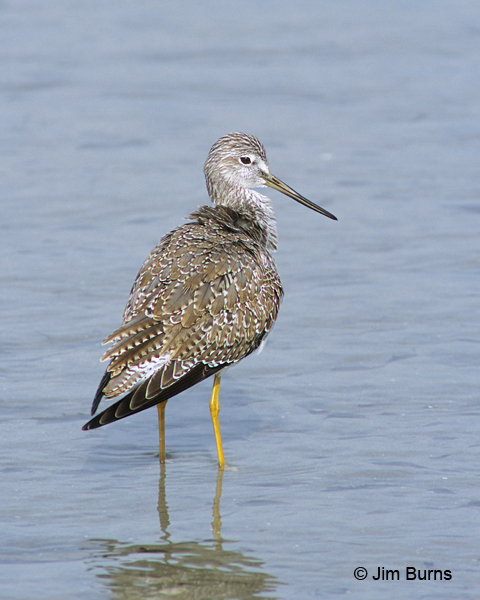 Greater Yellowlegs winter