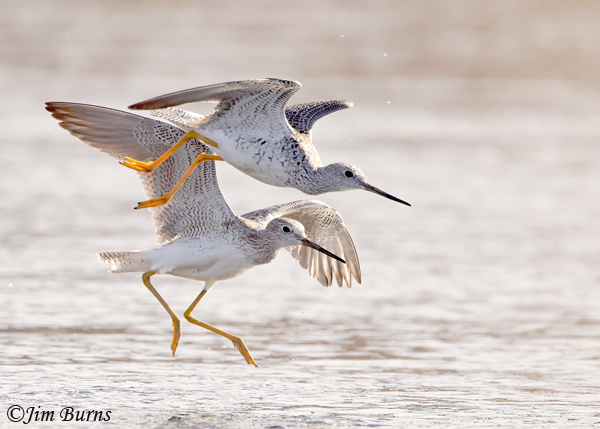 Greater Yellowlegs negotiations--5424--2