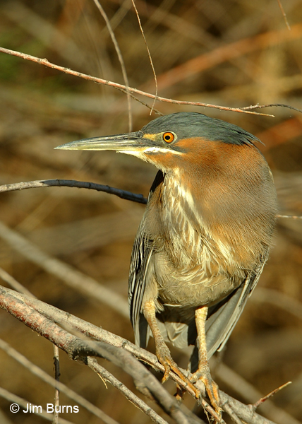 Green Heron alert