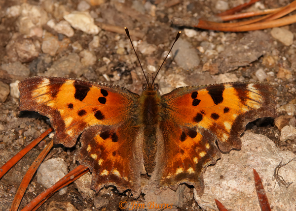 Green Comma, Wyoming--1662
