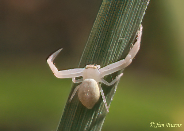 Green Crab Spider female, Arizona--9492