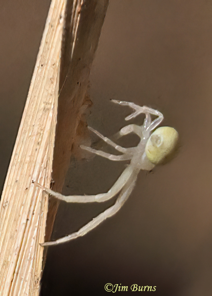 Green Crab Spider female ventral view, Arizona--9495
