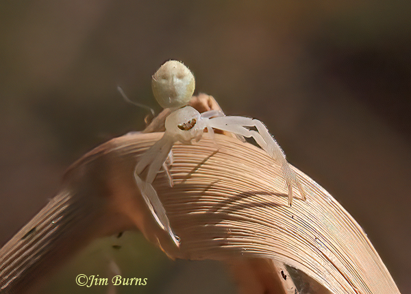 Green Crab Spider female dorsal view, Arizona--9506