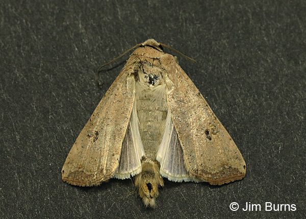 Green Cutworm Moth dorsal view wings spread, Arizona