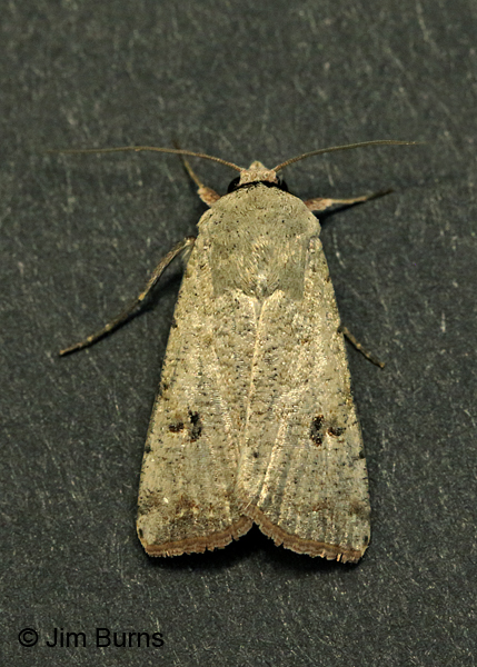 Green Cutworm Moth dorsal view, Arizona