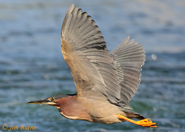Green Heron in flight upstroke--7528