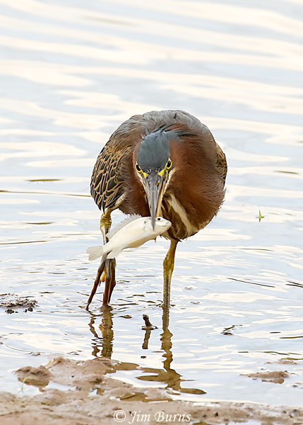 Green Heron with fish--7545