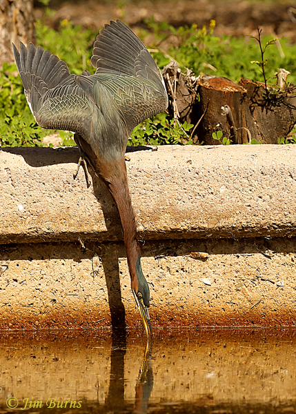 Green Heron, the long stretch--9180