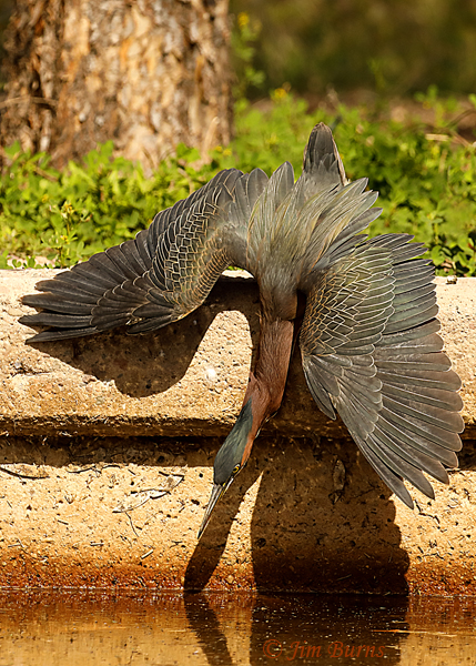Green Heron balancing act--9197