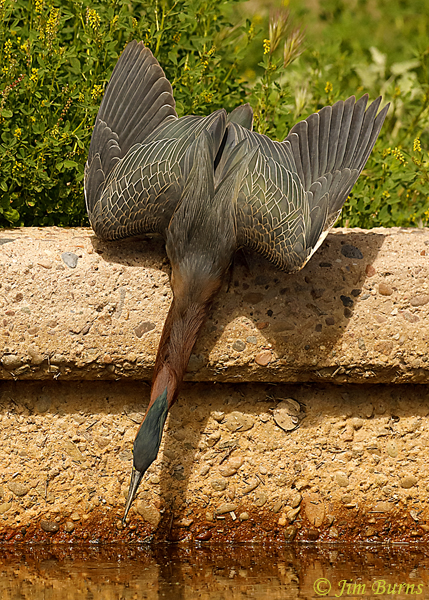 Green Heron at work--9209