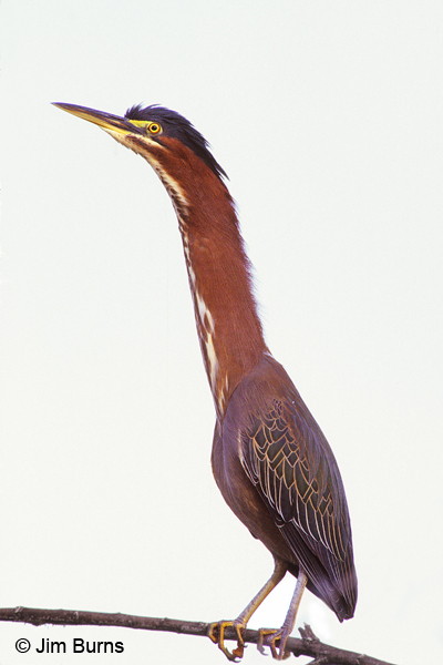 Green Heron at full extension