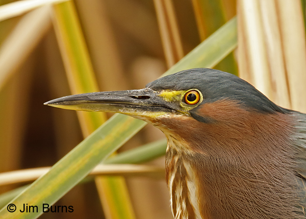 Green Heron head shot