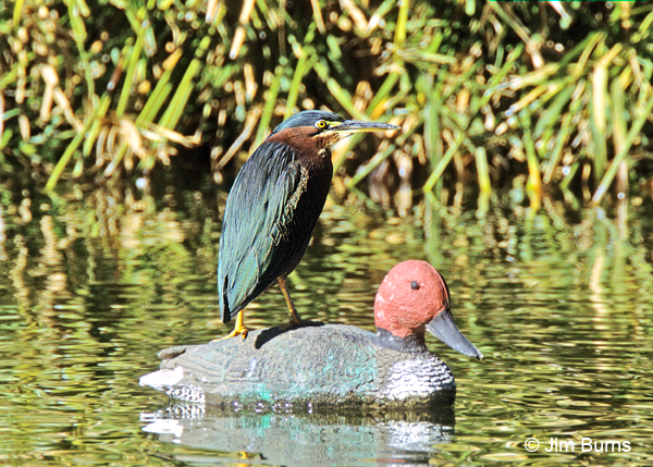 Green Heron hitching a ride