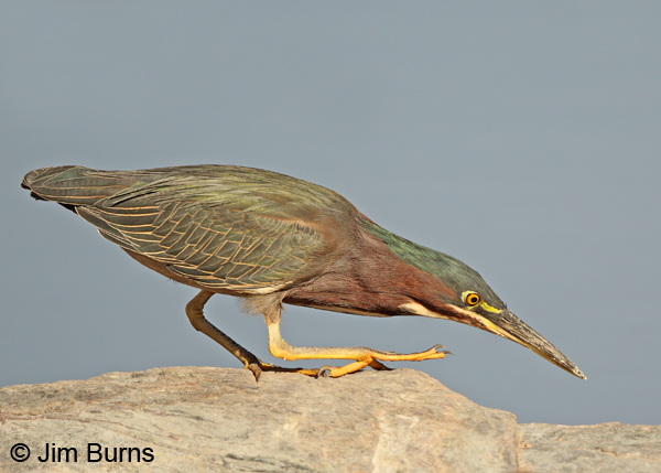 Green Heron hunting