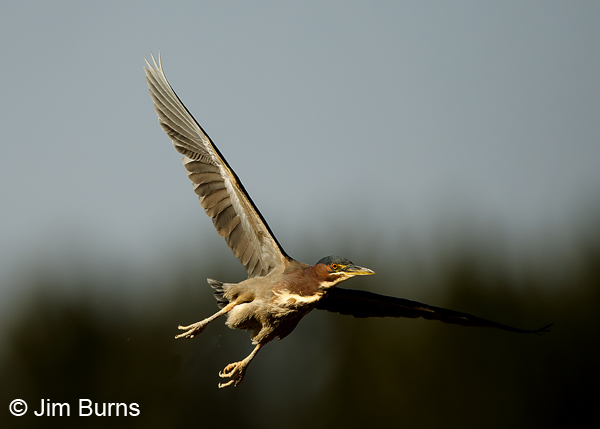 Green Heron in flight banking
