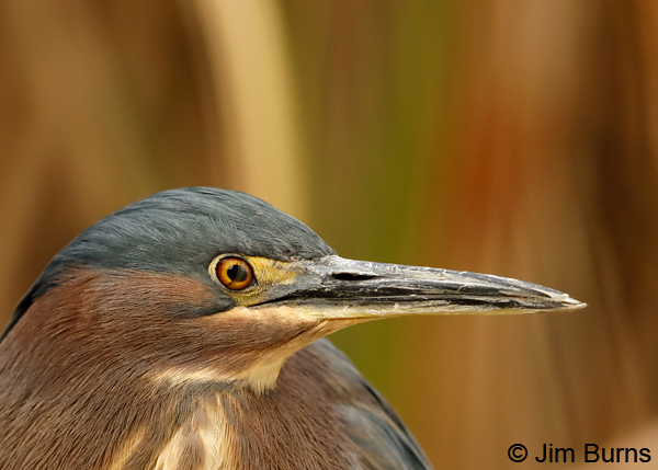 Green Heron transparent nictitating membrane