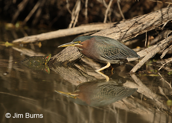Green Heron reflections
