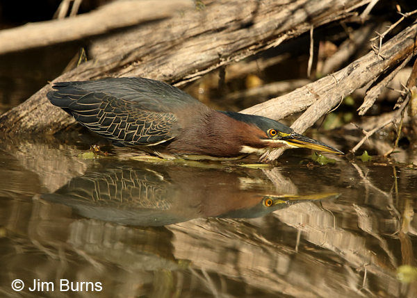 Green Heron stalking