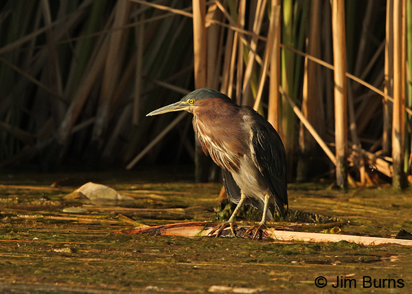 Green Heron sunset