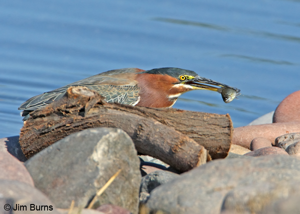 Green Heron with fish