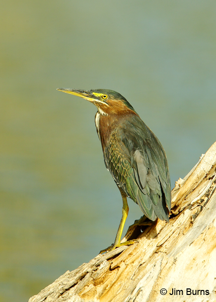 Green Heron
