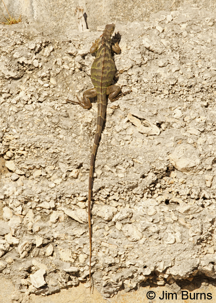 Green Iguana immature dorsal view