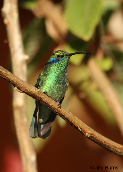 Green Violetear