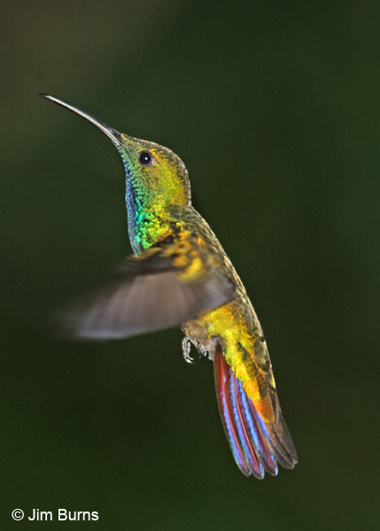 Green-breasted Mango in flight