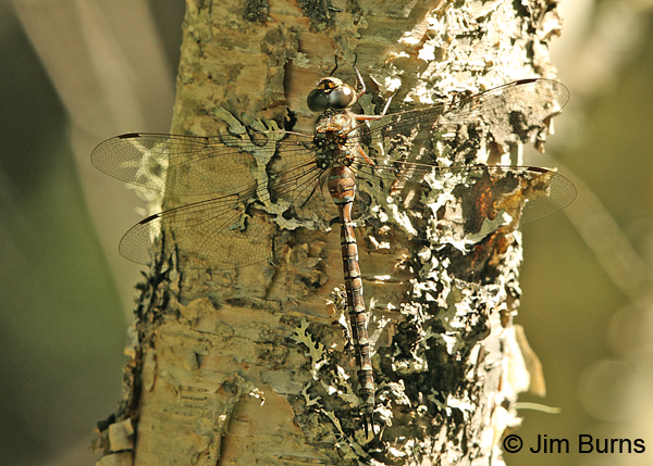 Green-striped Darner female dorsal view #2, Penobscot Co., ME, July 2014