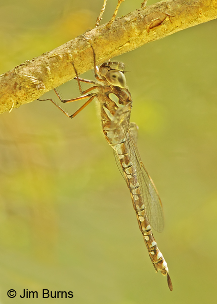 Green-striped Darner female lateral view, Penobscot Co., ME, July 2014