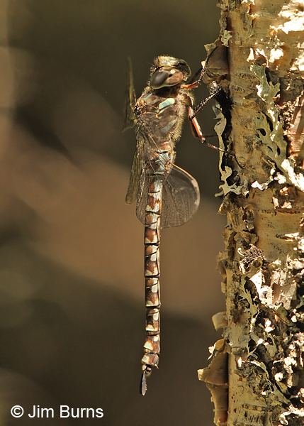 Green-striped Darner female, Penobscot Co., ME, July 2014