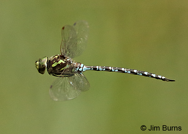 Green-striped Darner male #2 in flight, Washington Co., MN, September 2016