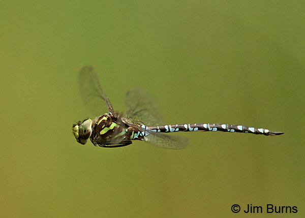 Green-striped Darner male in flight, Washington Co., MN, September 2016