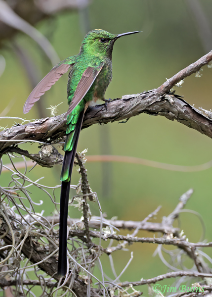 Green-tailed Trainbearer male--1000