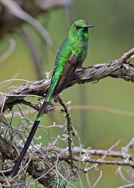 Green-tailed Trainbearer male--1001