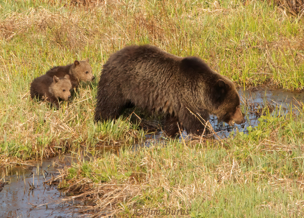 Grizzly Bear female with two cubs--1995