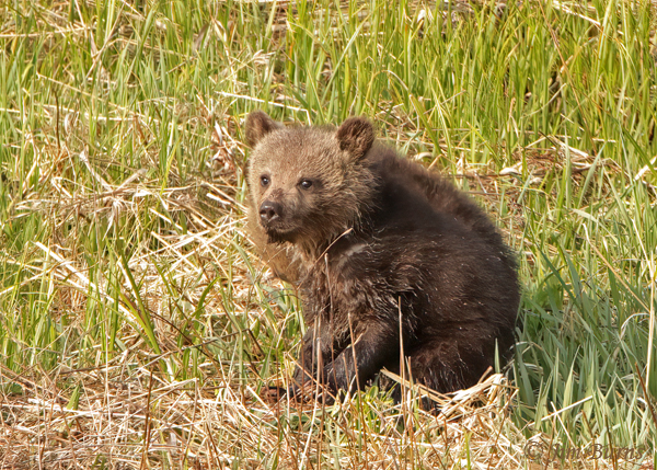 Grizzly Bear cub close-up--2000