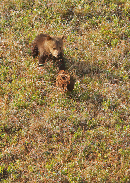 Grizzly Bear cub playing with small boulder--2033