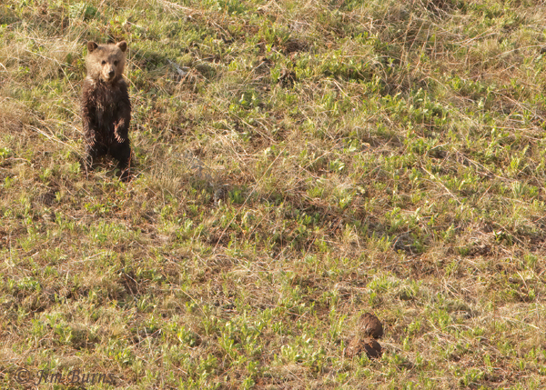 Grizzly Bear cub watching boulder roll away downhill--2056