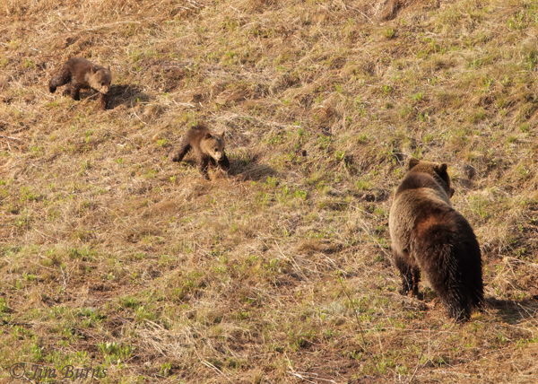 Grizzly Bear cubs running to mother--2206