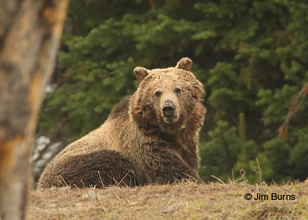 Grizzly Bear male loafing under tree
