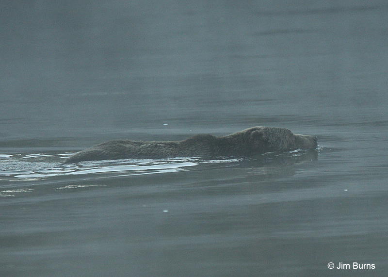Grizzly Bear crossing the Yellowstone