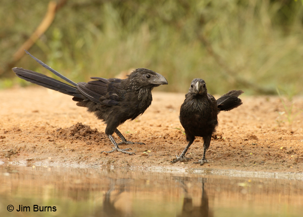 Groove-billed Anis at waterhole