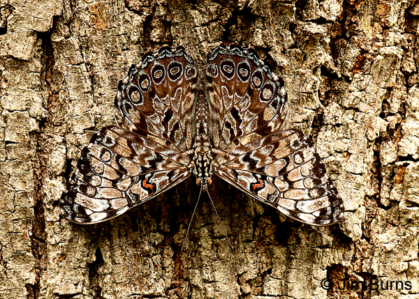 Guatemalan Cracker, Texas