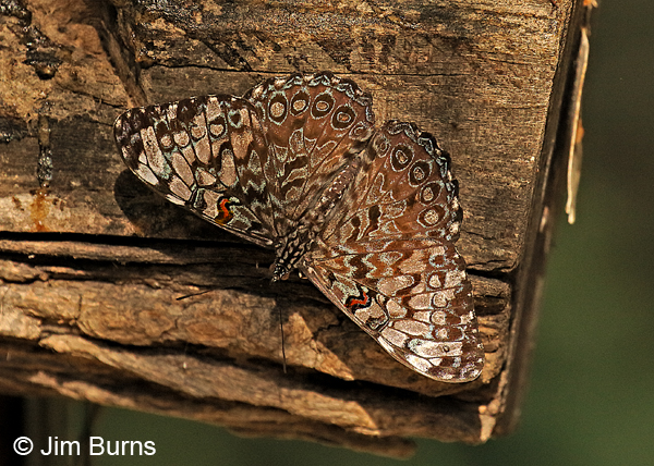 Guatemalan Cracker on bait log, Texas.