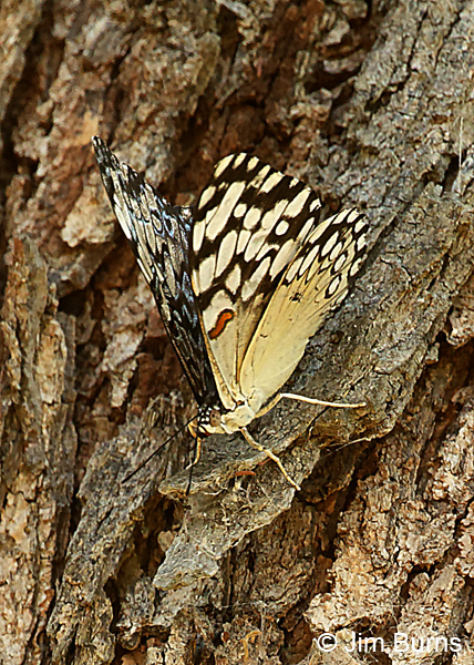 Guatemalan Cracker showing blue bars on upperwing, Texas