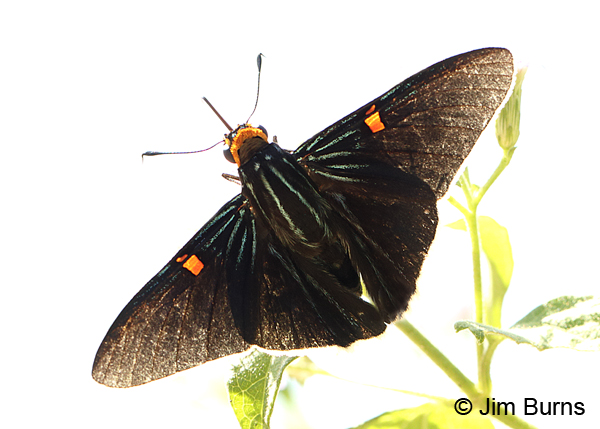 Guava Skipper backlit, Texas
