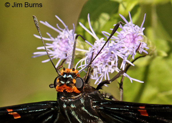 Guava Skipper head shot, Texas