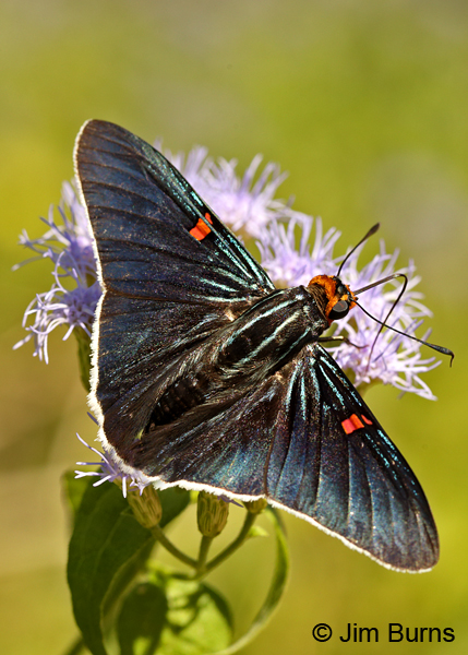 Guava Skipper on Crucita, Texas